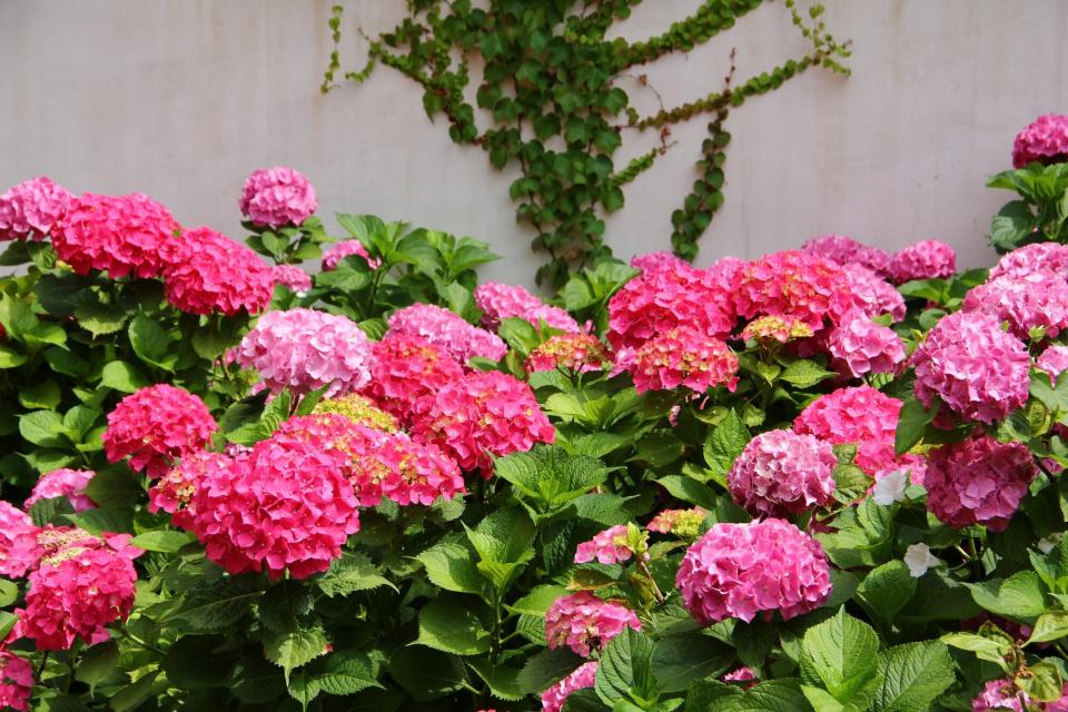 Blooming pink Hydrangea blossoms
