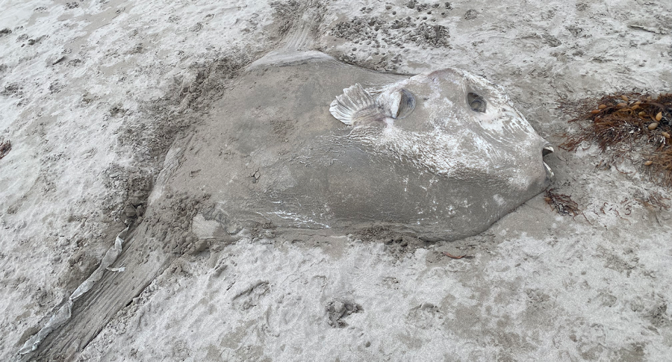 A decayed sunfish at Broulee in the sand.