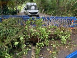 A girl was left with 'catastophic injuries' when this lime tree fell on her from the grounds of a BUPA care home. (HSE)