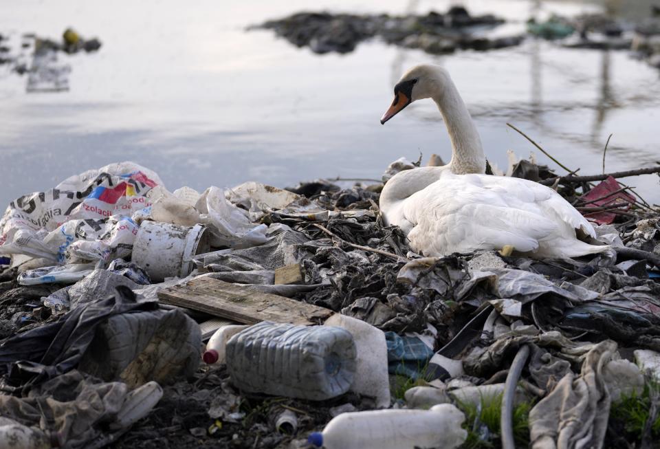 A swan stands between dumped plastic bottles and waste at the Danube river Monday, April 18, 2022 in Belgrade, Serbia.