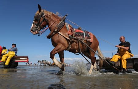 Belgian shrimp fishermen ride their horses in the sea in the coastal town of Oostduinkerke