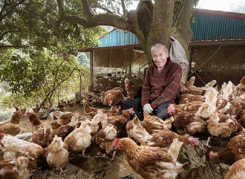 現代畜牧業著重於改善蛋雞生存環境及環境永續的議題（圖／擷取自台灣綠食堂）