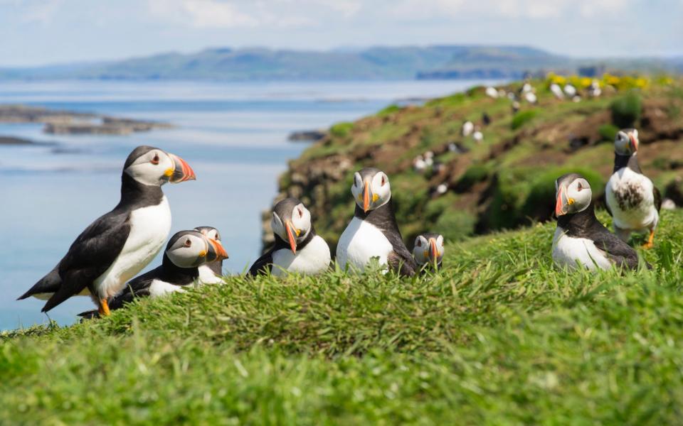 Group of Atlantic Puffins on the isles of Scotland (photo taken in Oban) - Getty