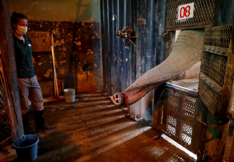 Asian elephant Mara sticks her trunk through the bars as she waits for apples in her enclosure at the former city zoo now known as Ecopark in Buenos Aires