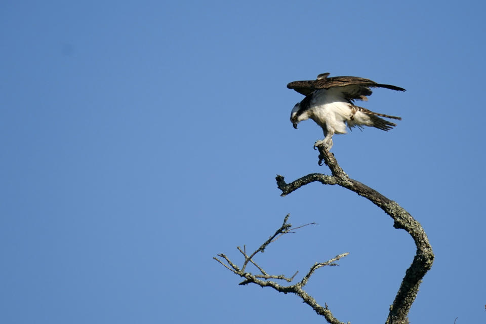 An Osprey prepared flight from a tree along Hog Bayou, part of the Atchafalaya River Delta region, in St. Mary Parish, La., Wednesday, April 21, 2021. Older wetlands in areas surveyed by Delta-X aircraft are more diverse, their soil rich with humus from generations of plants. In swamps, ospreys nest atop bald cypresses and alligators float in the water below. (AP Photo/Gerald Herbert)