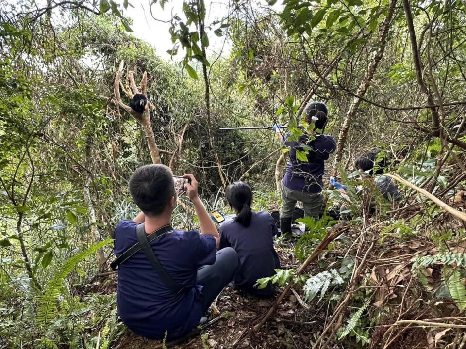 林業保育署台東分署會同野灣野生動物保育協會醫療團隊及村長邱志強等人前往救援，並由獸醫施打麻醉針。（林業保育署台東分署提供）