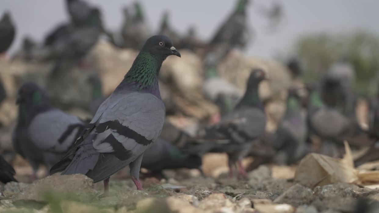 Mumbai's pigeon population has exploded in recent years and the city's doctors point to that rise as the reason behind a fivefold increase in cases of hypersensitivity pneumonitis, a severe inflammation of the lungs.  (Glen Kugelstadt/CBC - image credit)