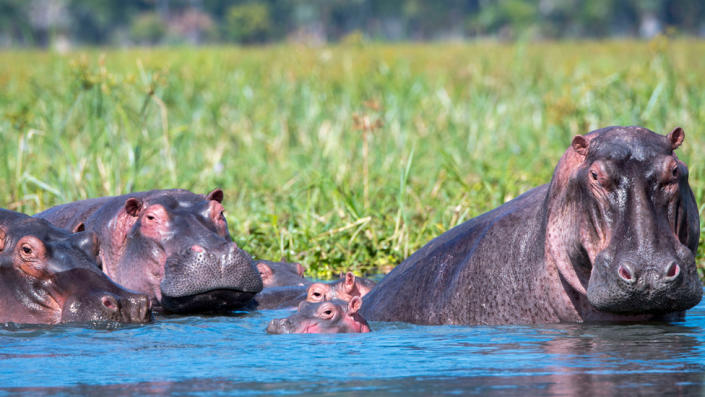 A group of hippos with their young the shore of the Shire River in Malawi