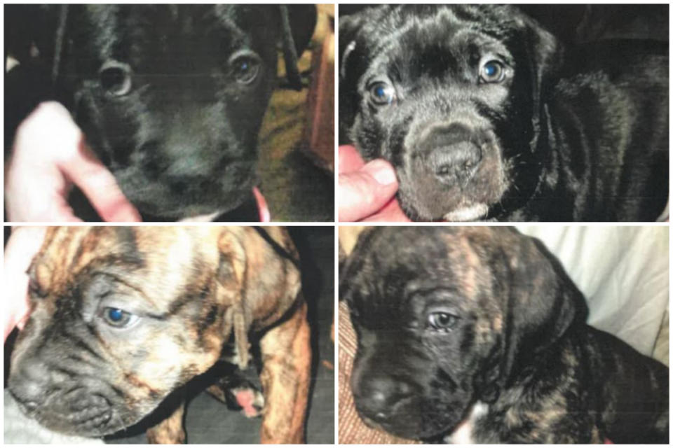 The four mongrel pups that were reported as stolen by two masked intruders. (South Yorkshire Police)