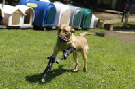 A dog named Pay de Limon (Lemon Pay) runs fitted with two front prosthetic legs at Milagros Caninos rescue shelter in Mexico City August 29, 2012. Members of a drug gang in the Mexican state of Zacatecas chopped off Limon's paws to practise cutting fingers off kidnapped people, according to Milagros Caninos founder Patricia Ruiz. Fresnillo residents found Limon in a dumpster bleeding and legless. After administering first aid procedures, they managed to take him to Milagros Caninos, an association that rehabilitates dogs that have suffered extreme abuse. The prosthetic limbs were made at OrthoPets in Denver, U.S., after the shelter was able to raise over $6,000. REUTERS/Tomas Bravo