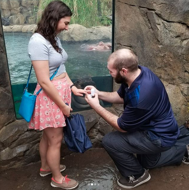 Fiona the hippo wanted in on the action and at the exact moment Nick produced the ring, she pressed herself right up against the window. Photo: Instagram/Hayley Roll