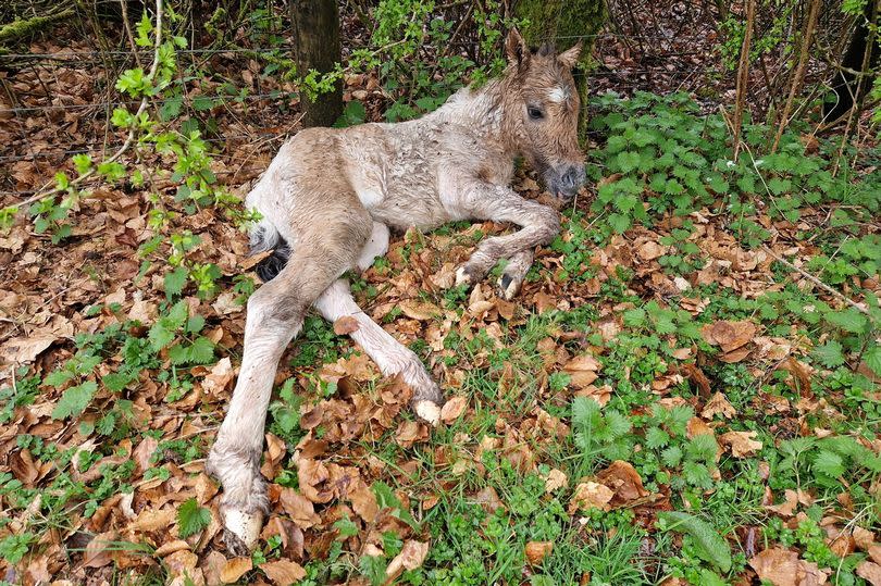 A tangled foal has to be rescued from wire on Dartmoor