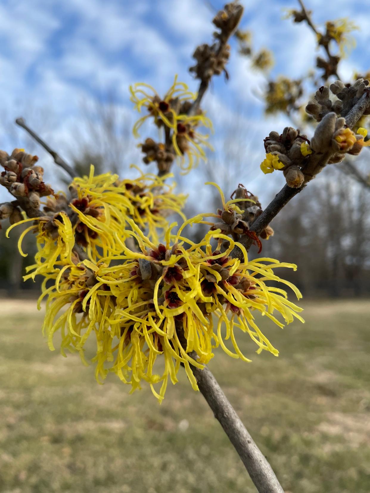 Wisley Supreme witch hazel is one of the brightest of the yellow-flowered, winter-blooming witch hazels. It is also one of the most fragrant.