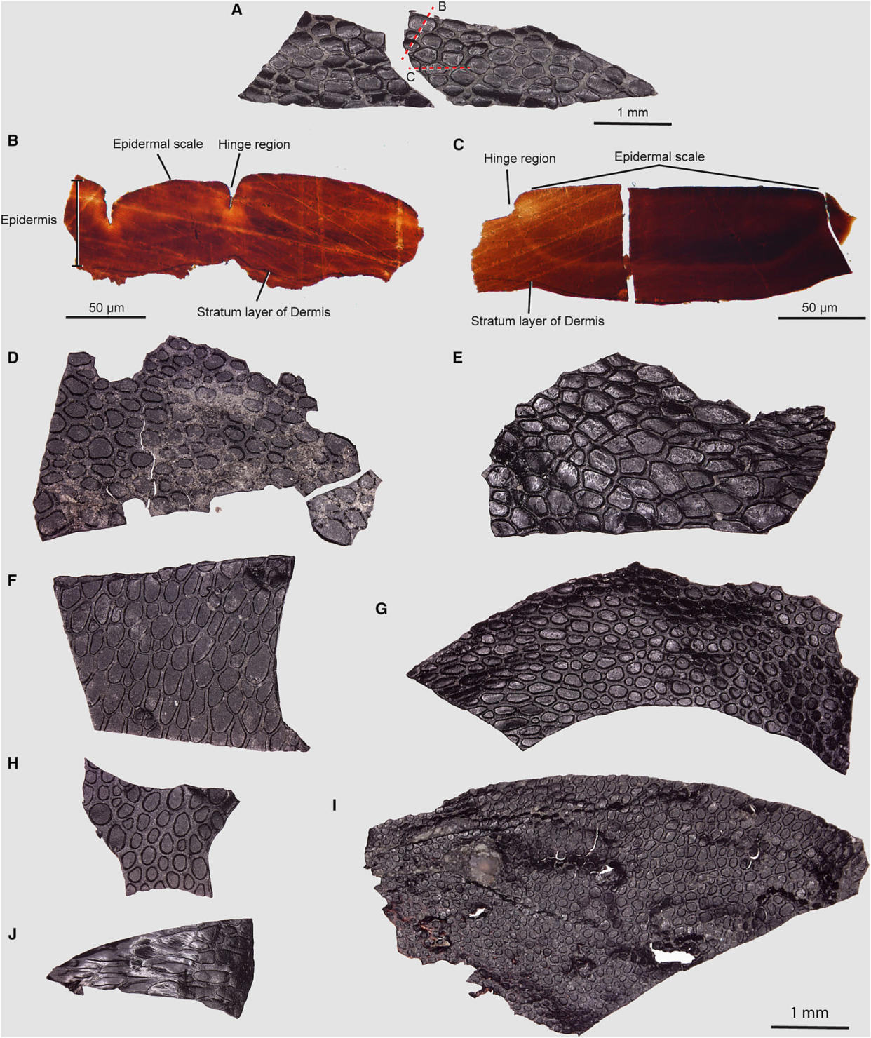 Three-dimensional skin cast and compression fossils from unknown amniotes. (Mooney et al. / Current Biology)