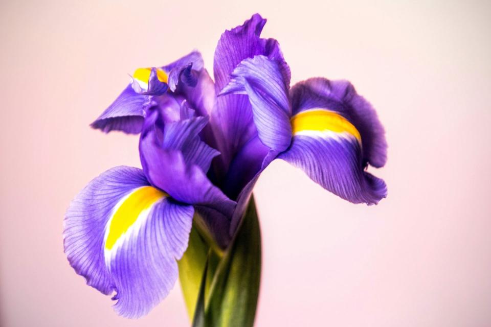 7) Iris
