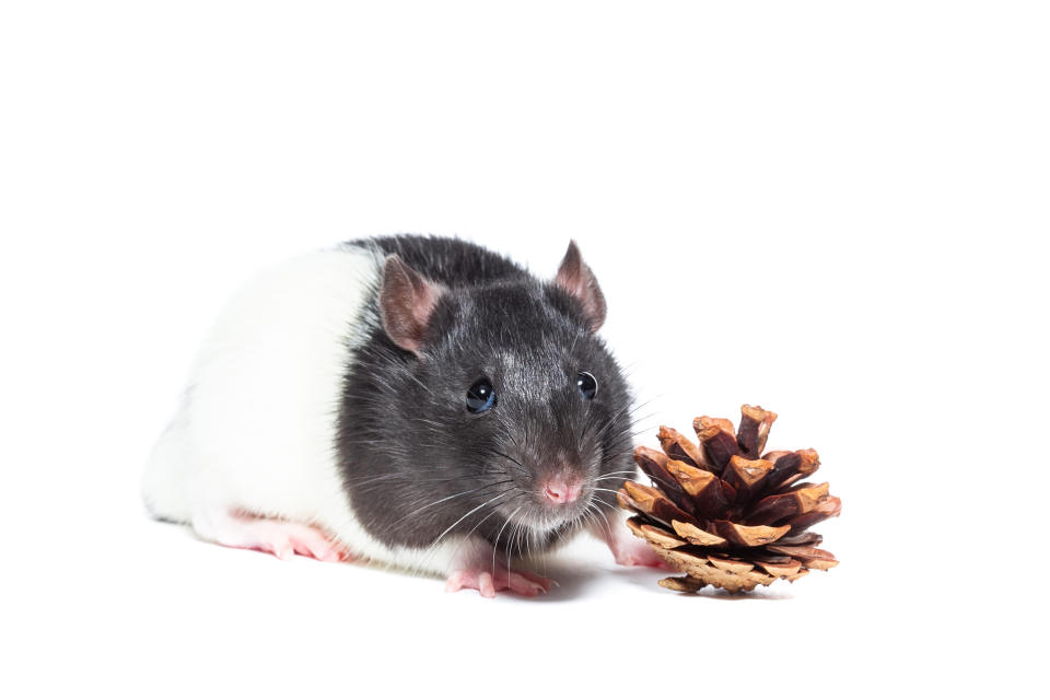 Rat with a pine cone on a white isolated background