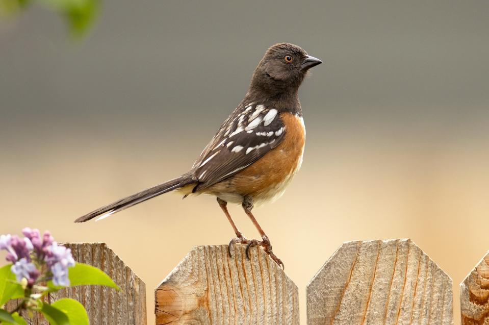 spotted towhee