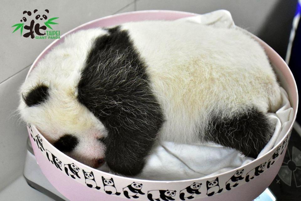 秤體重的盒子已經快裝不下「圓仔妹」了。（台北市立動物園提供）