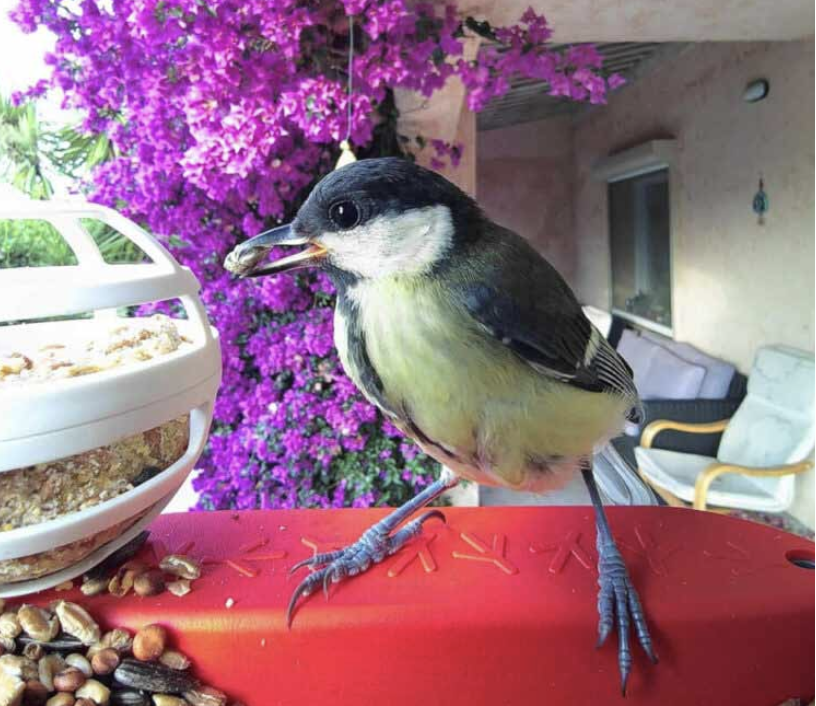 The 'smart' bird feeder streams birds - and identifies them (Flappie) 