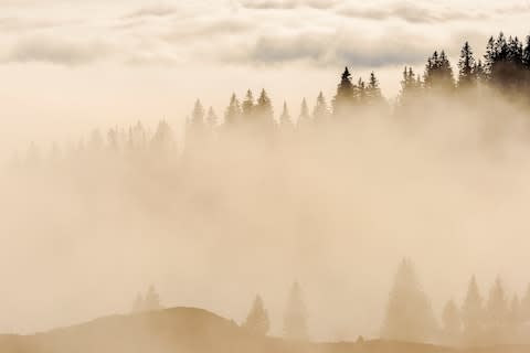 Forest near the Col de la Faucille - Credit: GETTY