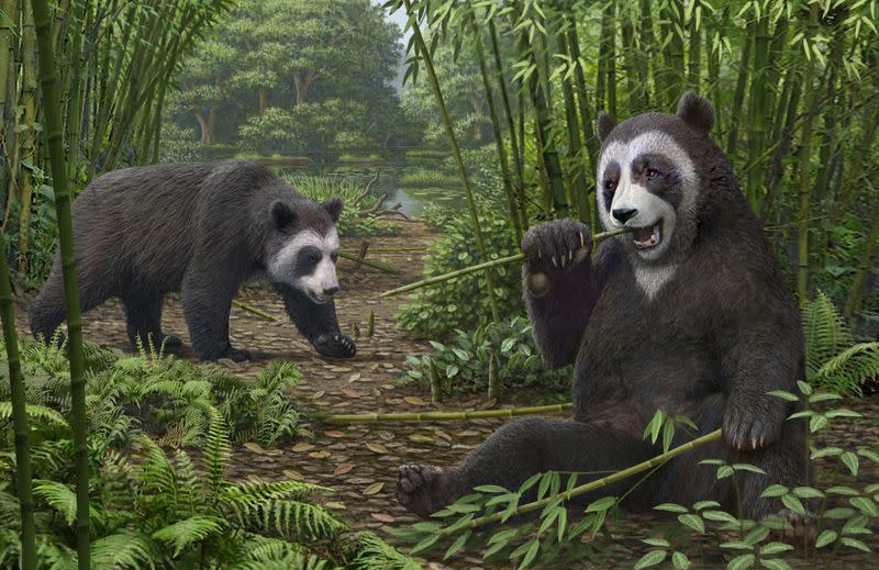 An artist's reconstruction of the extinct panda Ailurarctos that lived about 6 million years ago, with its fossils unearthed near the city of Zhaotong