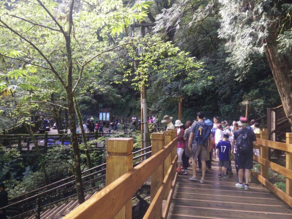 拉拉山林間步道，可遍訪二十二株巨木。（中華旅行社提供）