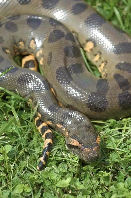 The green anaconda is considered the world's heaviest snake, with larger animals reaching more than 400 pounds.