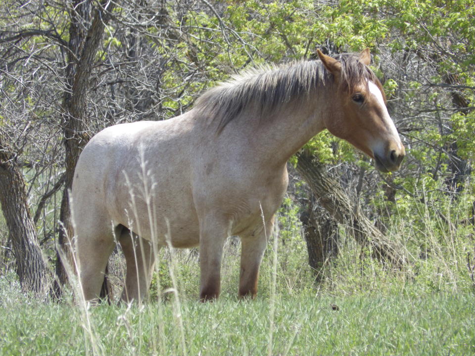 A wild horse stands near Peaceful Valley Ranch in Theodore Roosevelt National Park near Medora, N.D., on Saturday, May 20, 2023. About 200 horses roam the park's South Unit. The National Park Service has proposed removing the horses. The horses are popular with park visitors, and have found allies such as Gov. Doug Burgum and U.S. Sen. John Hoeven, who oppose their removal. (AP Photo/Jack Dura)