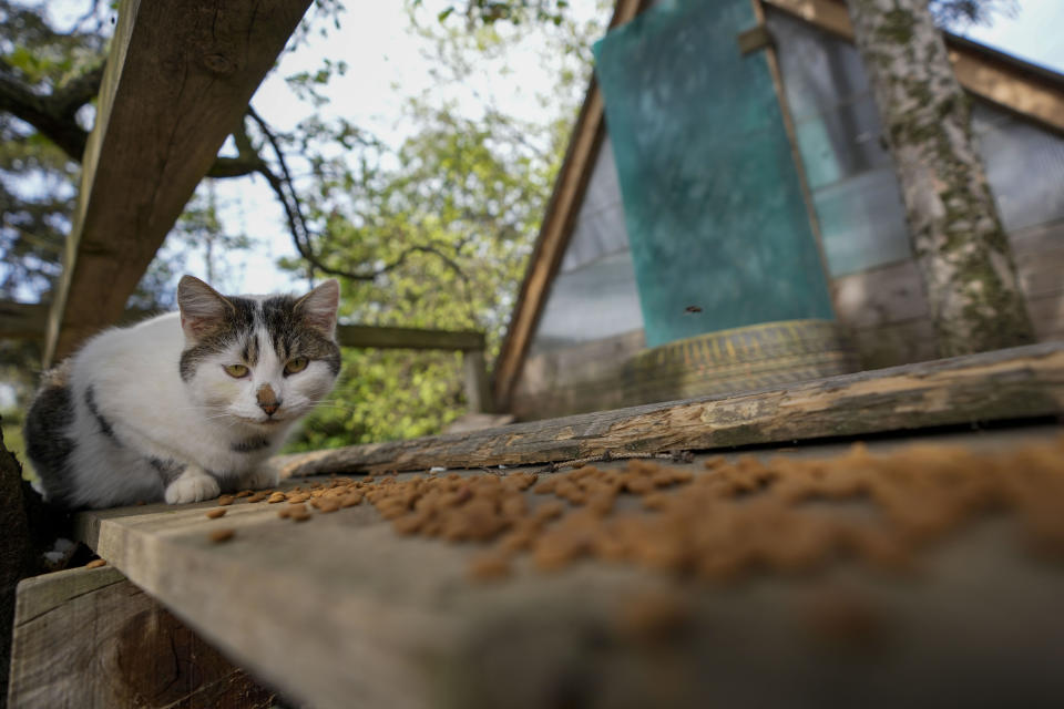 One of the saved cats eats in the Old Hill, sanctuary for horses in the town of Lapovo, in central Serbia, Wednesday, April 3, 2024. Zeljko Ilicic, 43-year-old Serbian man has set up the only sanctuary for horses in the Balkan country, providing shelter and care for dozens of animals for nearly a decade. Around 80 horses have passed through Ilicic's Staro Brdo, or Old Hill, sanctuary since it opened in 2015. (AP Photo/Darko Vojinovic)