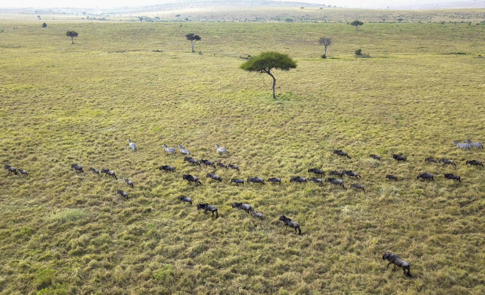 The annual migration of wildebeest from the Serengeti National park in Tanzania to the Maasai Mara national reserve in Kenya is seen from a drone in the Maasai Mara Wednesday, July 22, 2020. Travel restrictions kept tourists away for the annual Great Wildebeest Migration in Kenya's Maasai Mara National Reserve and only a handful of guides and park wardens were there to watch thousands of wildebeest make their famous trek in search of new grazing pastures.(AP Photo/Joe Mwihia)