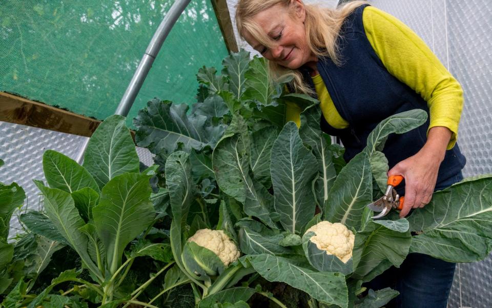 Double trouble: Bunny Guinness in the polytunnel - Andrew Crowley