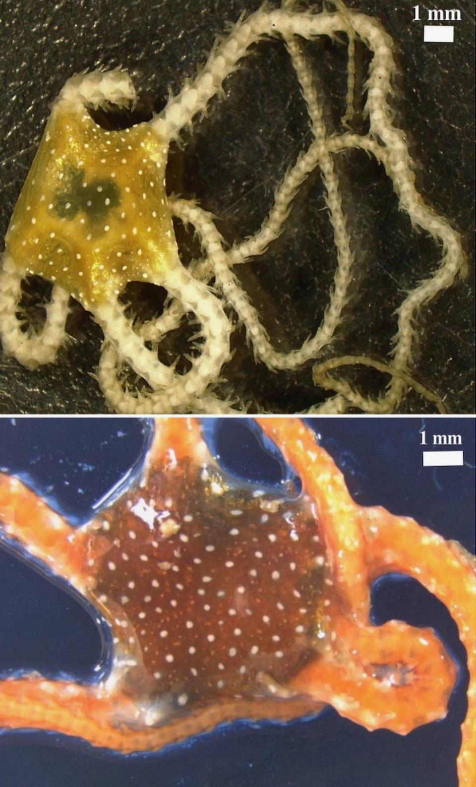 A Ophiomyxa xispa, or spark brittle star, alive (bottom) and after being preserved (top).