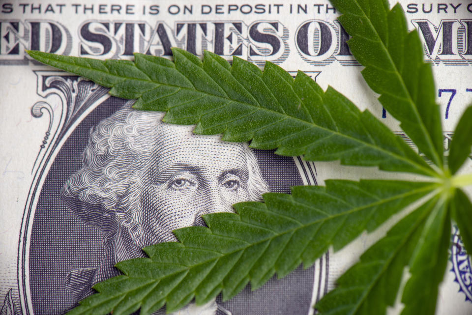 A cannabis leaf lying atop a one-dollar bill, with George Washington's eyes peering out between the leaves.