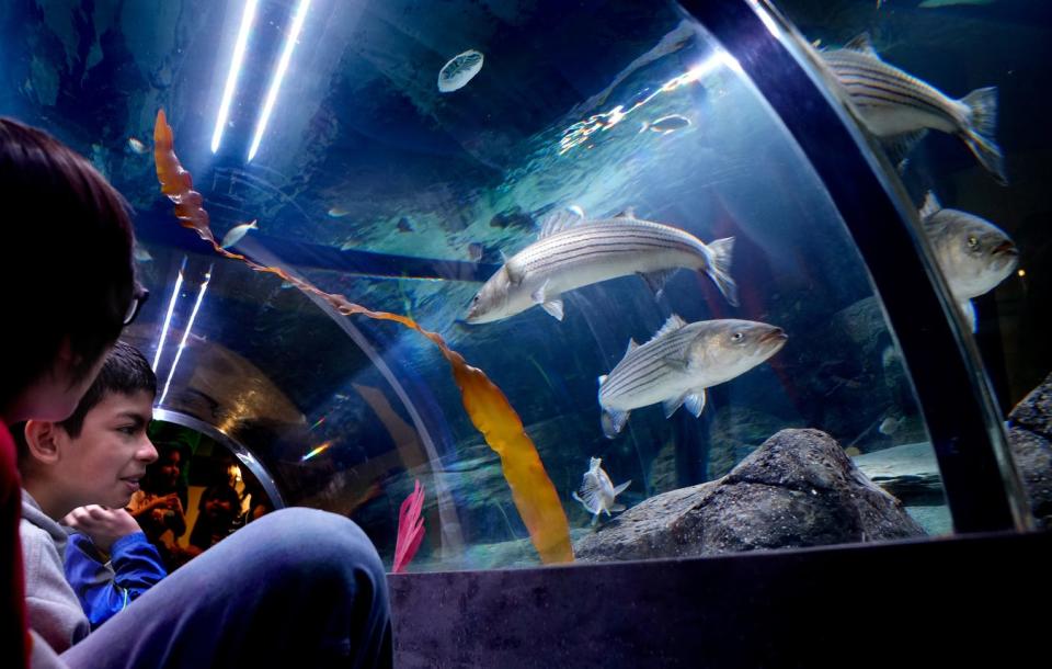 Thompson School fifth-grader Ricardo Rodriguez views passing fish as he sits with a classmate in an underneath viewing tunnel of one of the oversized fish tanks at the new Save The Bay Aquarium in Newport.