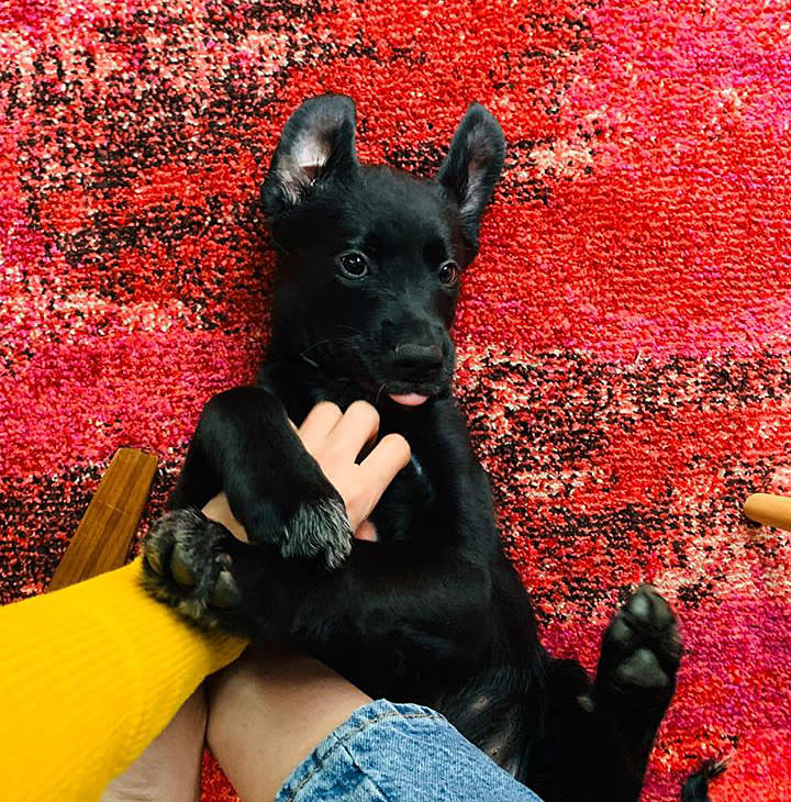 Susie, a dog fostered and adopted during the coronavirus pandemic, plays with her new owner. (Courtesy Atlanta Humane Society)