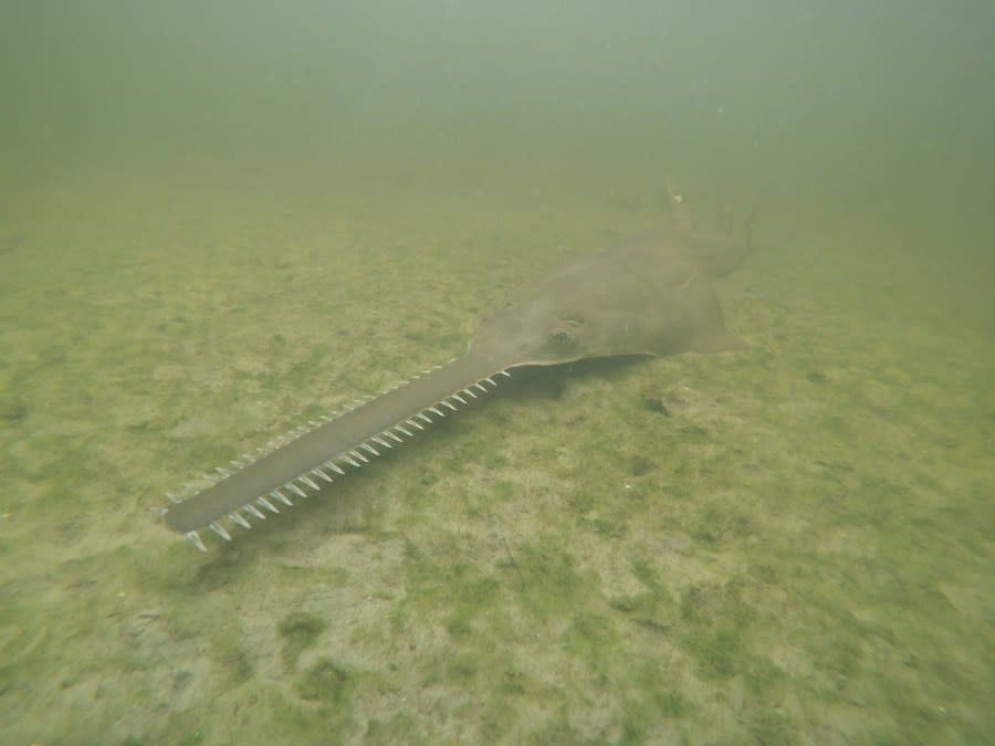 This image provided by NOAA shows a smalltooth sawfish. Endangered smalltooth sawfish, marine creatures virtually unchanged for millions of years, are exhibiting erratic spinning behavior and dying in unusual numbers in Florida waters. Federal and state wildlife agencies are beginning an effort to rescue and rehabilitate sawfish to find out why. (NOAA via AP)