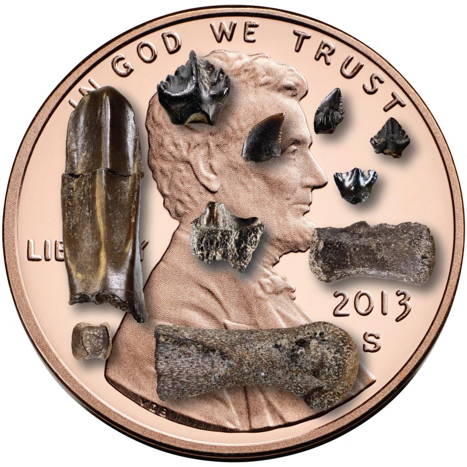 Baby dinosaur bones and teeth found  in Northern Alaska, displayed on a US penny (AFP via Getty Images)