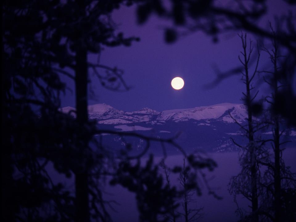 A full moon rises over the Wyoming wilderness at Yellowstone National Park, making the sky look purple