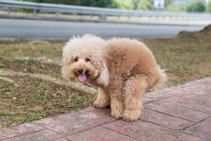 A study published in the journal Frontiers in Zoology found that dogs are sensitive to small variations in the earth's magnetic field. Under “calm magnetic field conditions,” dogs preferred to relieve themselves when their body was aligned along the north-south axis. The study also found that dogs avoid the east-west axis altogether.