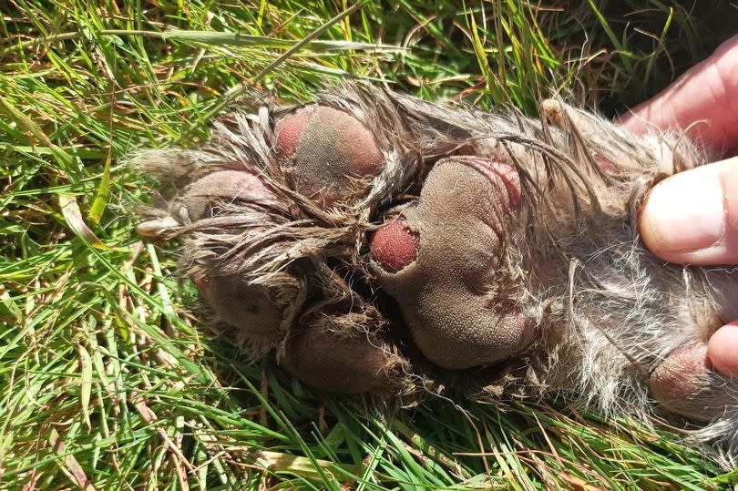 The ground was too rocky for the dog's paw pads