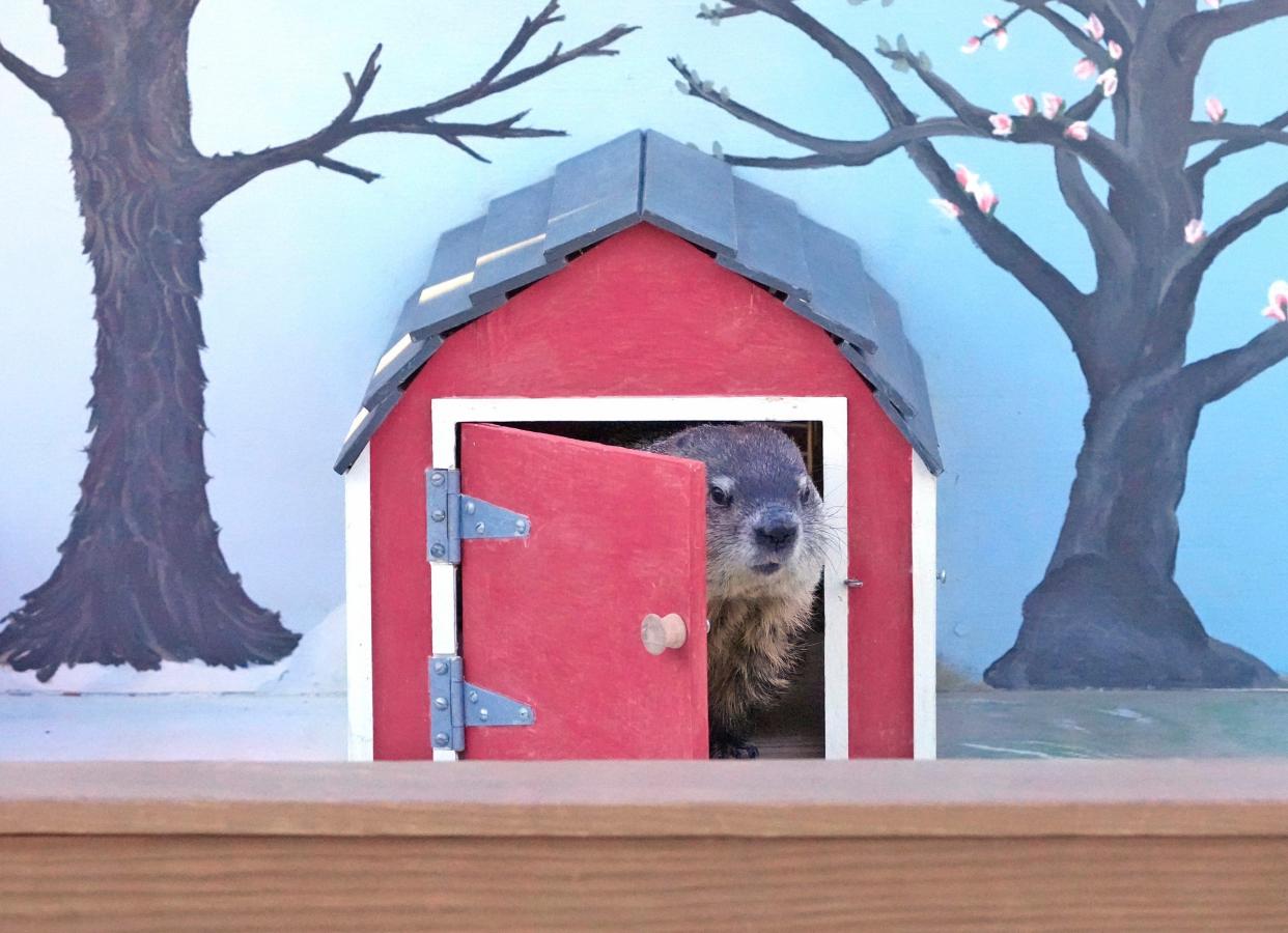 Gordy, a groundhog at the Milwaukee County Zoo, peeks his head out while making his annual Groundhog Day appearance in 2023.