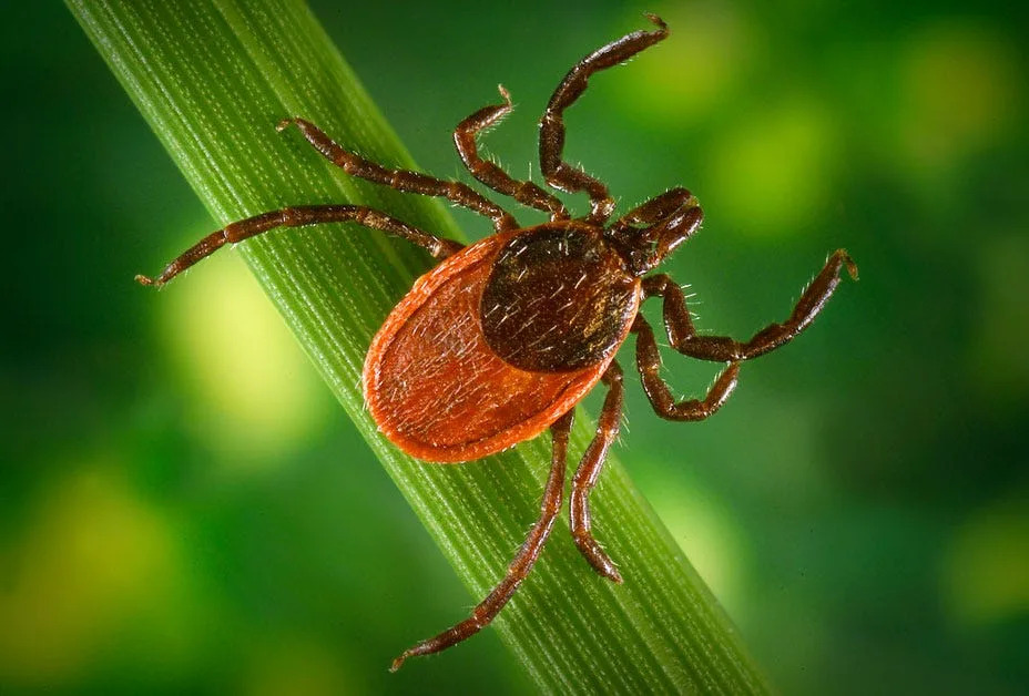 The black-legged tick, also called the deer tick or bear tick, is a carrier of Borrelia burgdorfi bacteria, which causes Lyme disease.