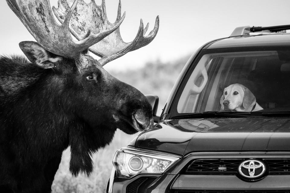 Dog meets moose on the Antelope Flats of Wyoming’s Grand Teton National ParkGuillermo Esteves/Wildlife Photographer of the Year