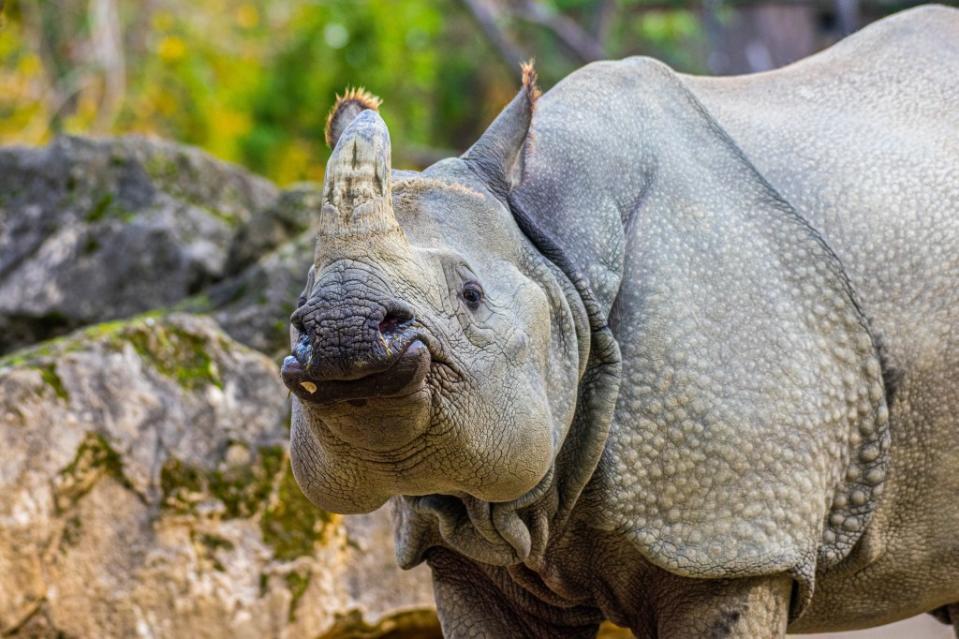 The Javan rhino is critically endangered. Erich – stock.adobe.com
