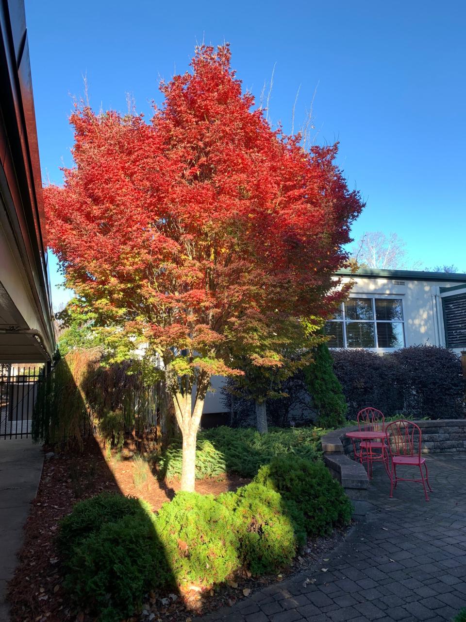 The colors of a Japanese Maple cultivar can be spectacular in the late fall.