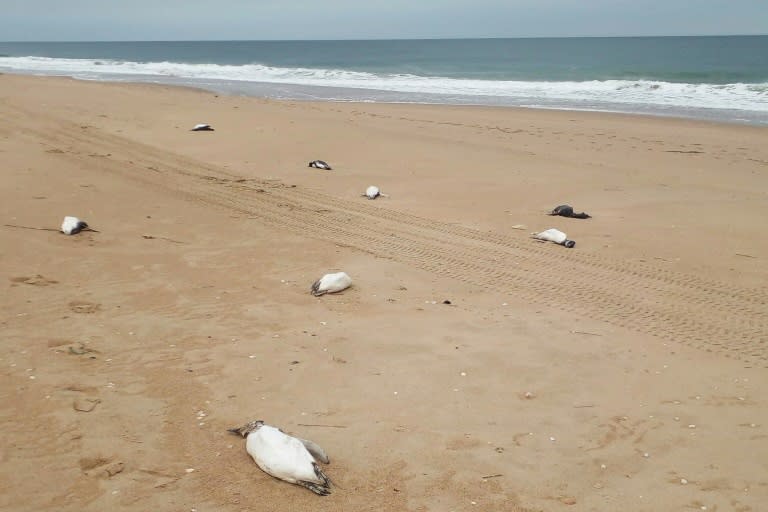 烏拉圭海岸10天內陳屍2000隻企鵝 死因成謎