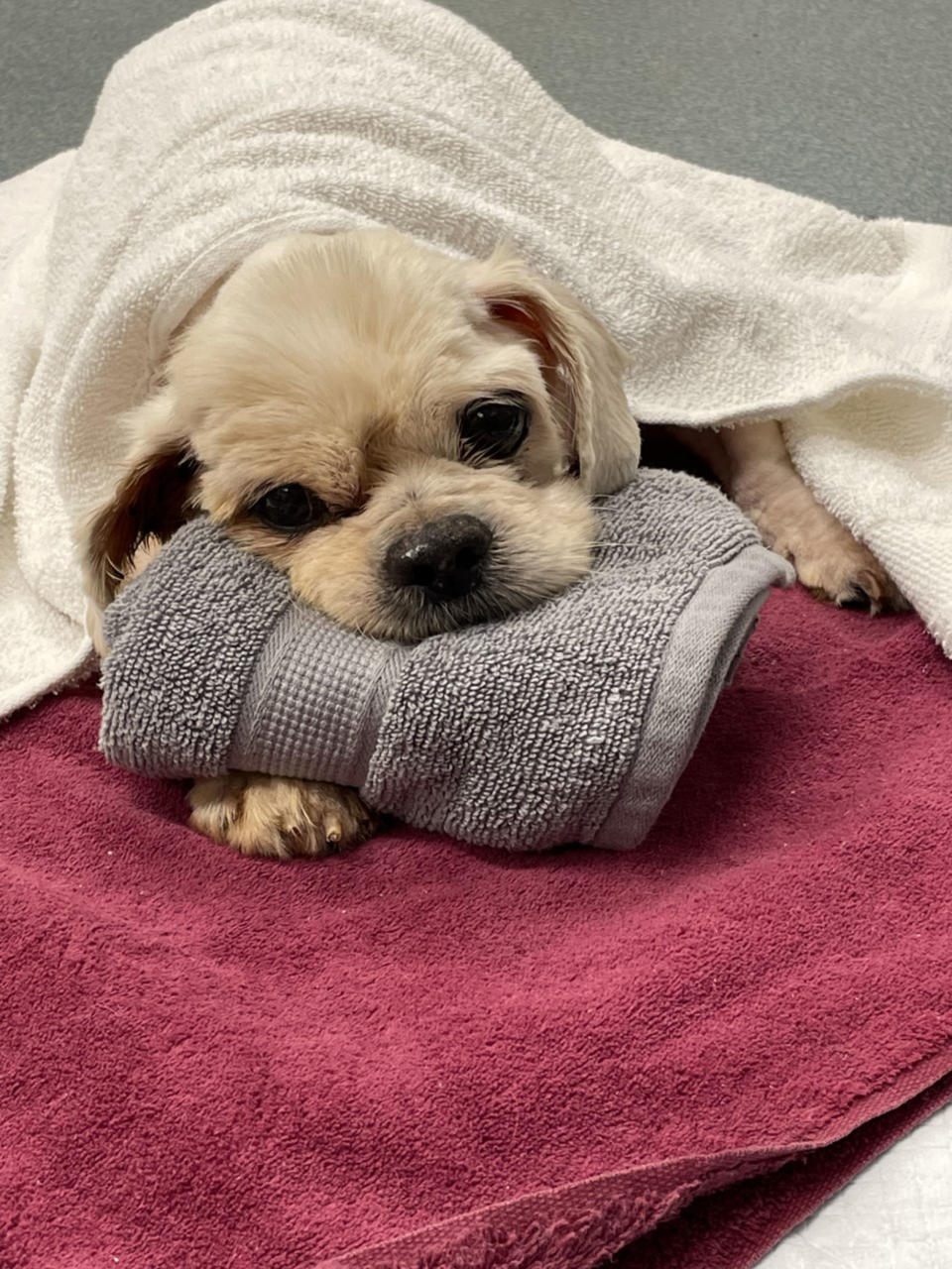 Trooper after being cleaned up. (Courtesy Tri-County Humane)