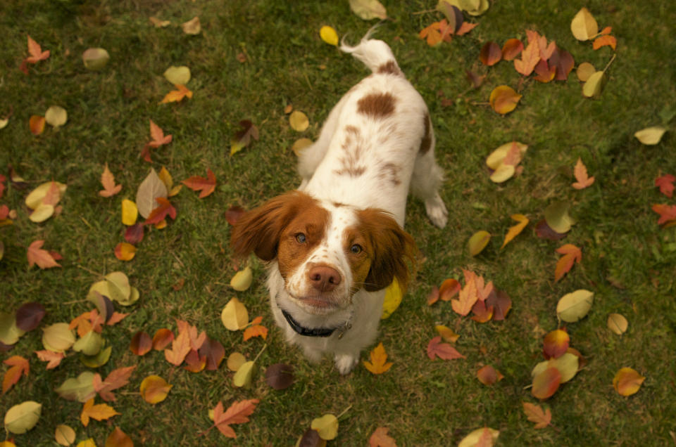 A Brittany spaniel dog looking up to the camera with fallen leaves scattered across the lawn beneath her