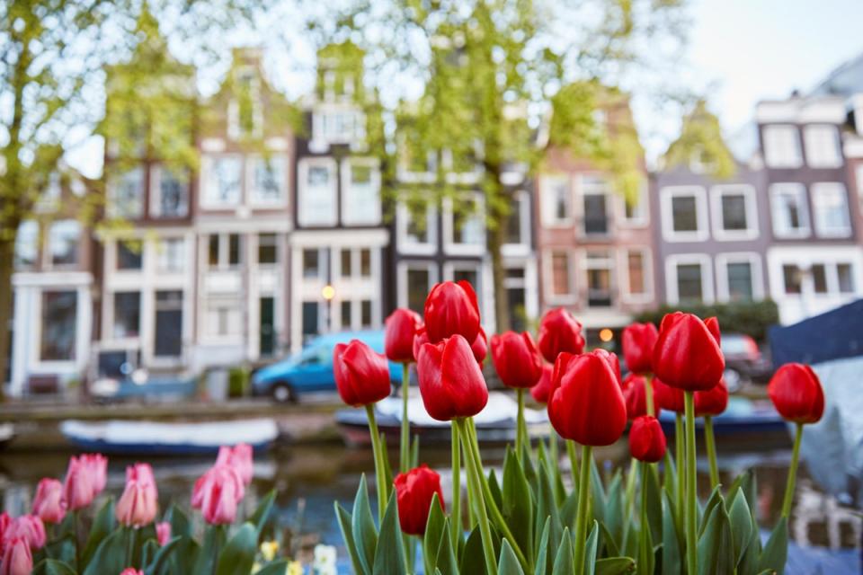 Tulips are encountered at all corners of Amsterdam (Getty Images/iStockphoto)