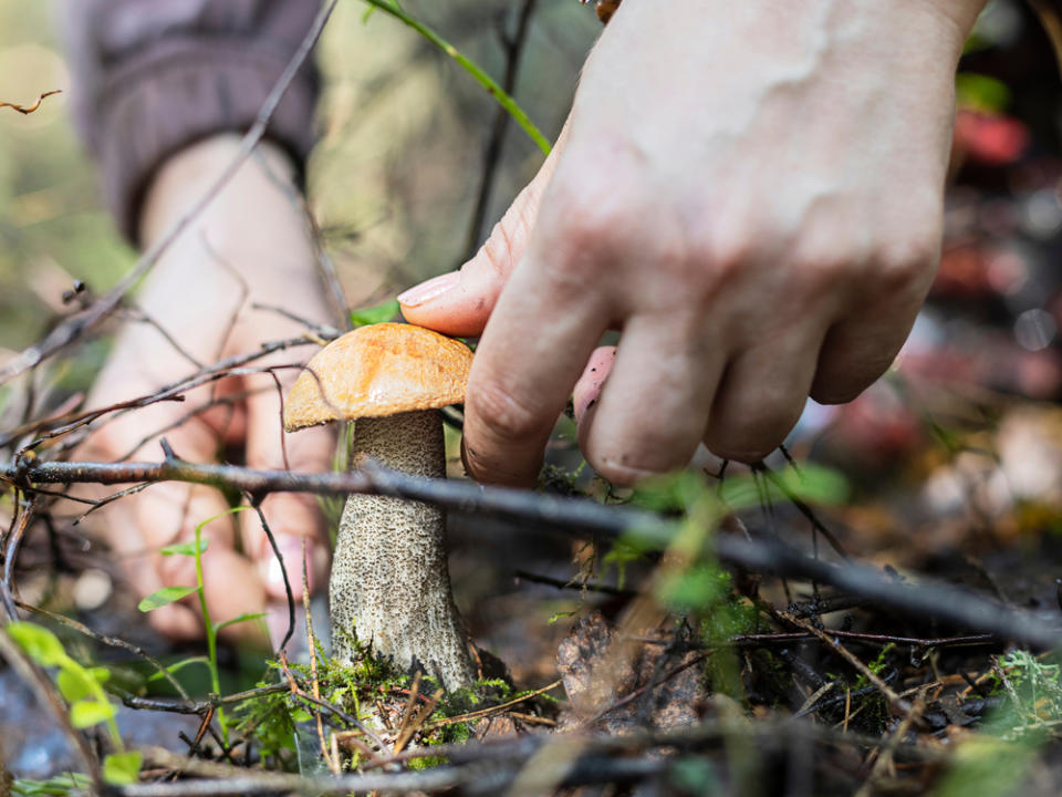 Kaum ist der Herbst da, zieht es Pilzsammler in die Wälder. (Bild: Von Maksim Severin/Shutterstock.com)